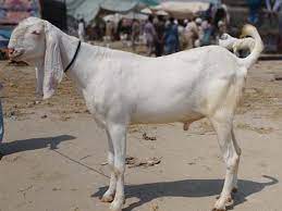 White Goat