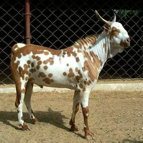 High Quality Male / Female Barbari Qurbani Goat