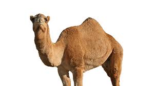 Big Camel for Qurbani