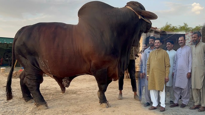 Chocolate Black Large Cow for Qurbani