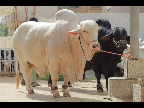 cow