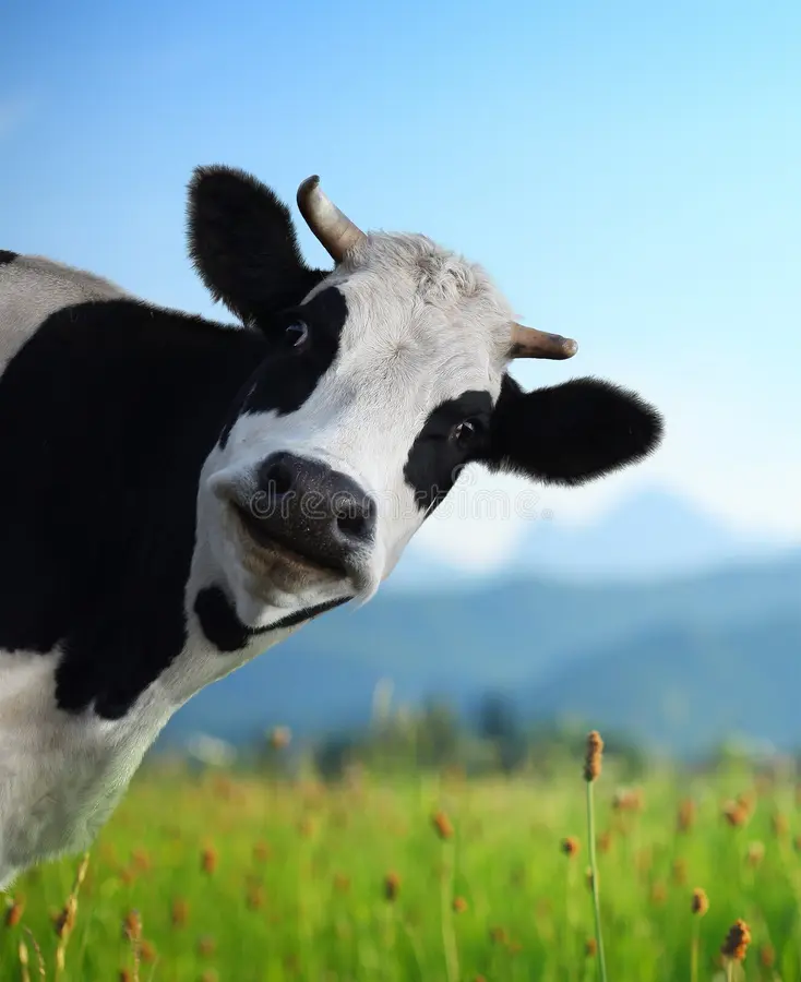 Funny Cow