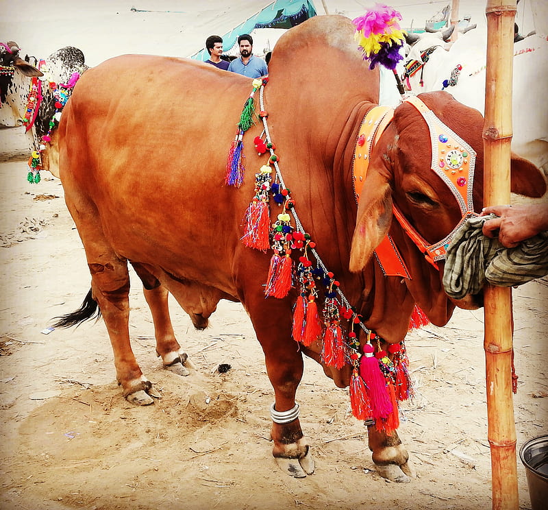 Big Cute Deshi Cow for Qurbani