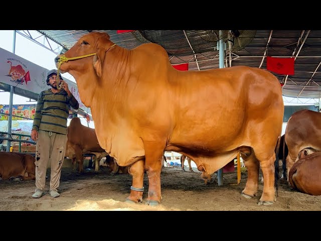 Extra Large Red Bull