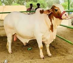 Khati Deshi Big Cow for Sale